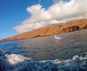 Dolphin sighting on the way to a Lanai snorkeling trip. Lanai spinner dolphin