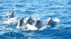 Dolphins are the highlight of any Lanai snorkeling tour