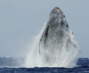 maui whale watching season