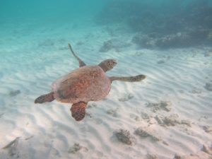 Maui's best snorkeling= destination lanai