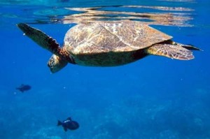 Lanai snorkeling