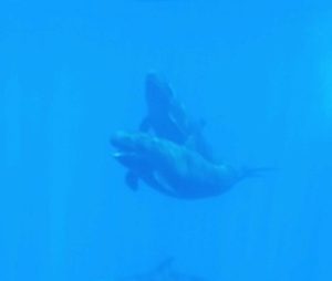 half day Lanai snorkeling tour