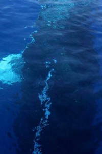 www.hawaiioceanrafting.com