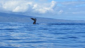 holiday whale watch