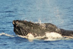 maui whale watching