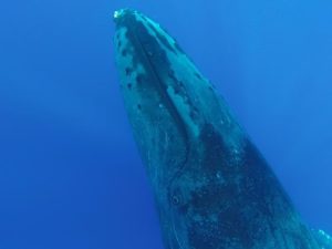 Maui whale watching tours