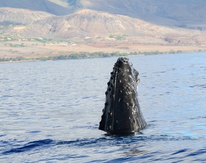 humpback whales in maui