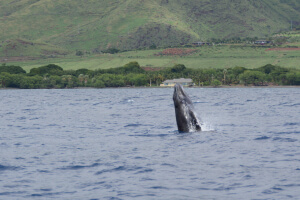 Lahaina whale watching