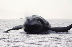 maui whale watching eco rafting