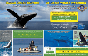 Maui humpback whale watching tours