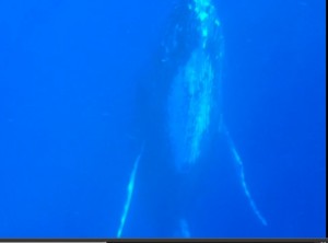 maui whale watching