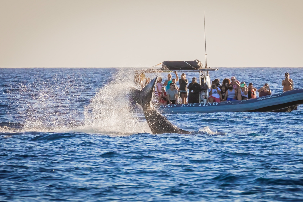 Whale Watch in Maui
