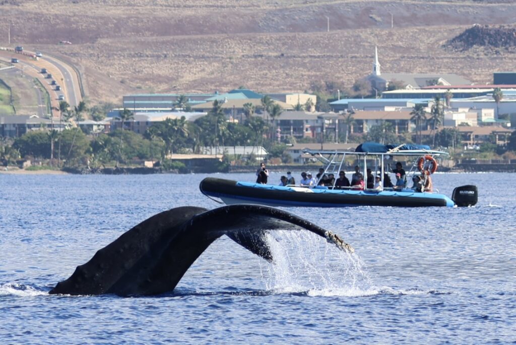 See Humpbacks on Your Whale Watching Tour or Go Again Free