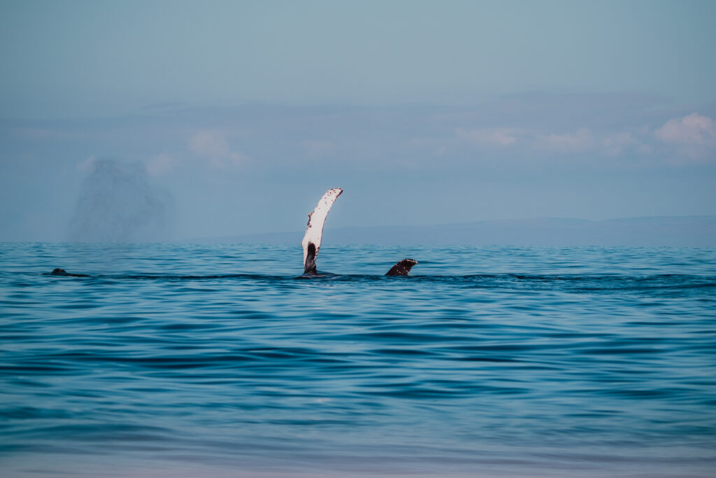 Endangered Species Act
