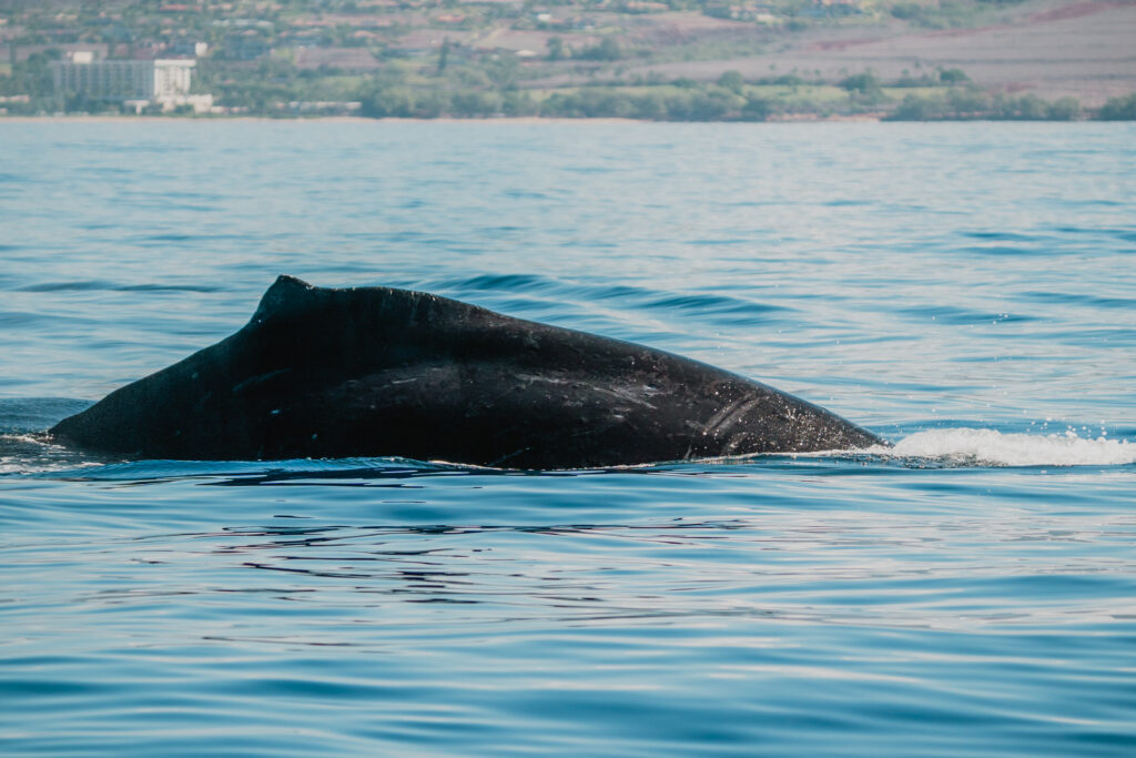 The Story of Maui’s Humpback Whales