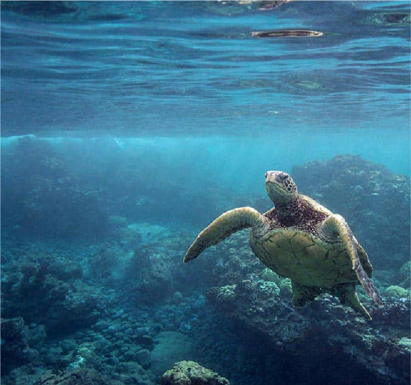 Manele Bay Snorkel Spot