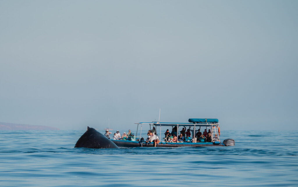 Whale Season on Maui