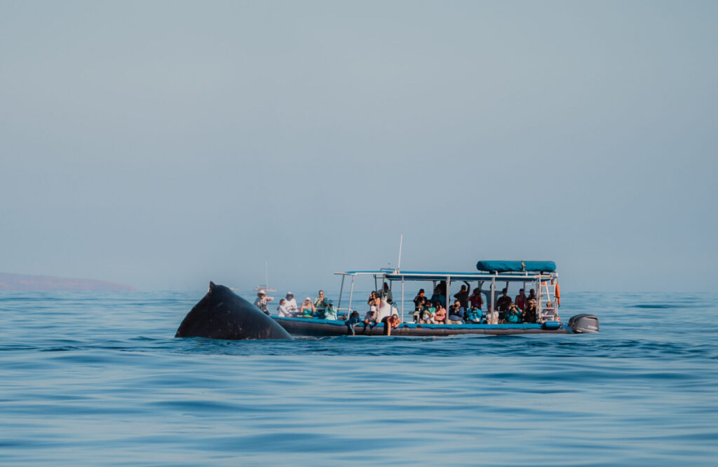 Eye-Level Ocean Encounters on Our Eco-Rafts
