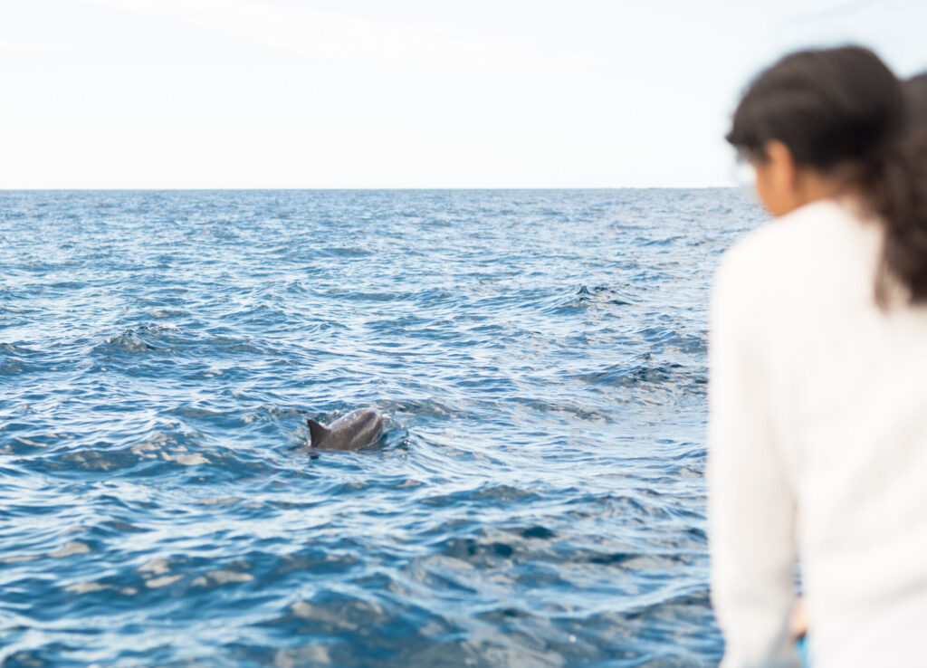 Seasonal Adventures from Whales to Dolphins