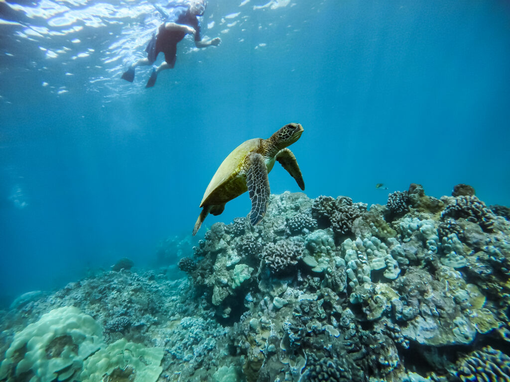 Sea Turtles in Hawaiian Culture