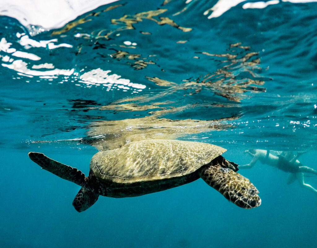 Snorkeling Respectfully With Sea Turtles