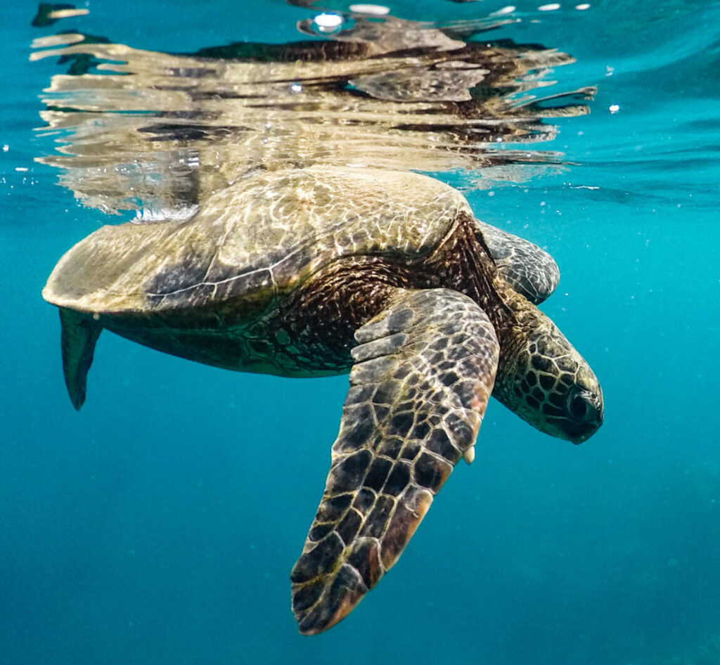 Guided Snorkeling for Every Skill Level