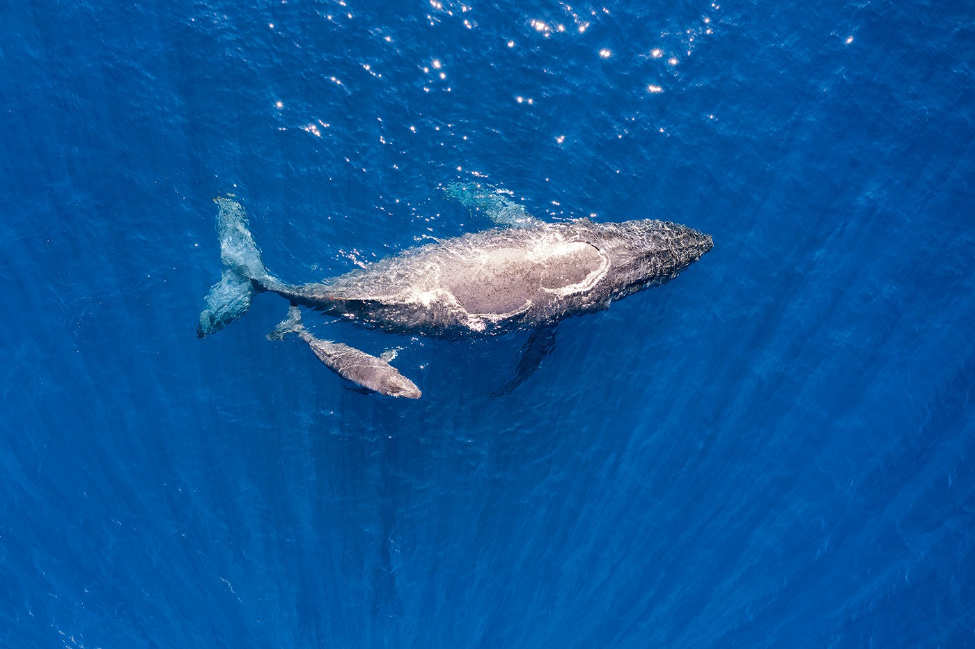 a baby humpback whale calf and its mother in Maui