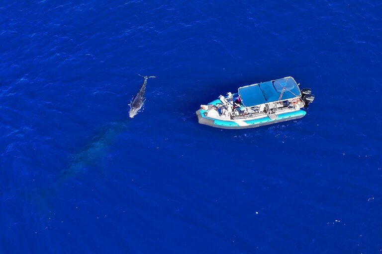 How Do Whale Watching Boats Find Whales? (And How to Spot a Whale on Your Tour)